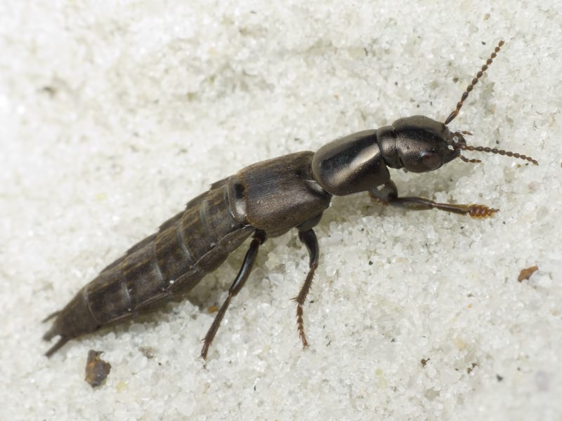 Ocypus picipennis (Fabricius, 1793)